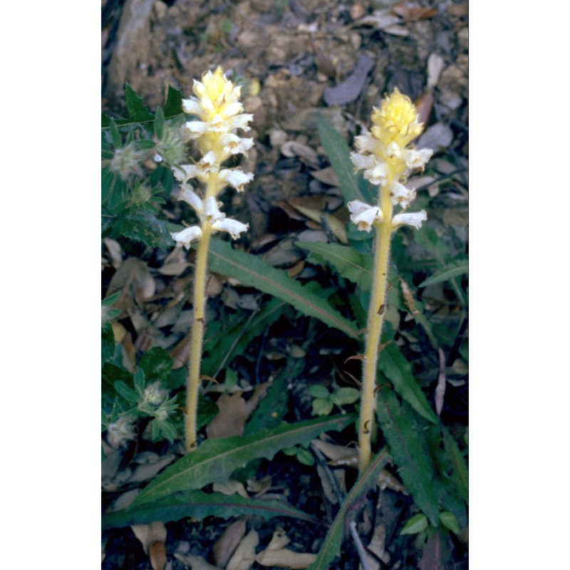 orobanche lutea baumg.