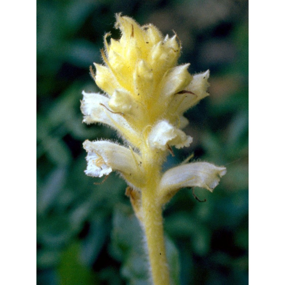 orobanche lutea baumg.