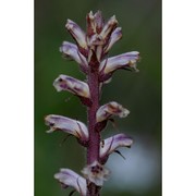 orobanche minor sm.