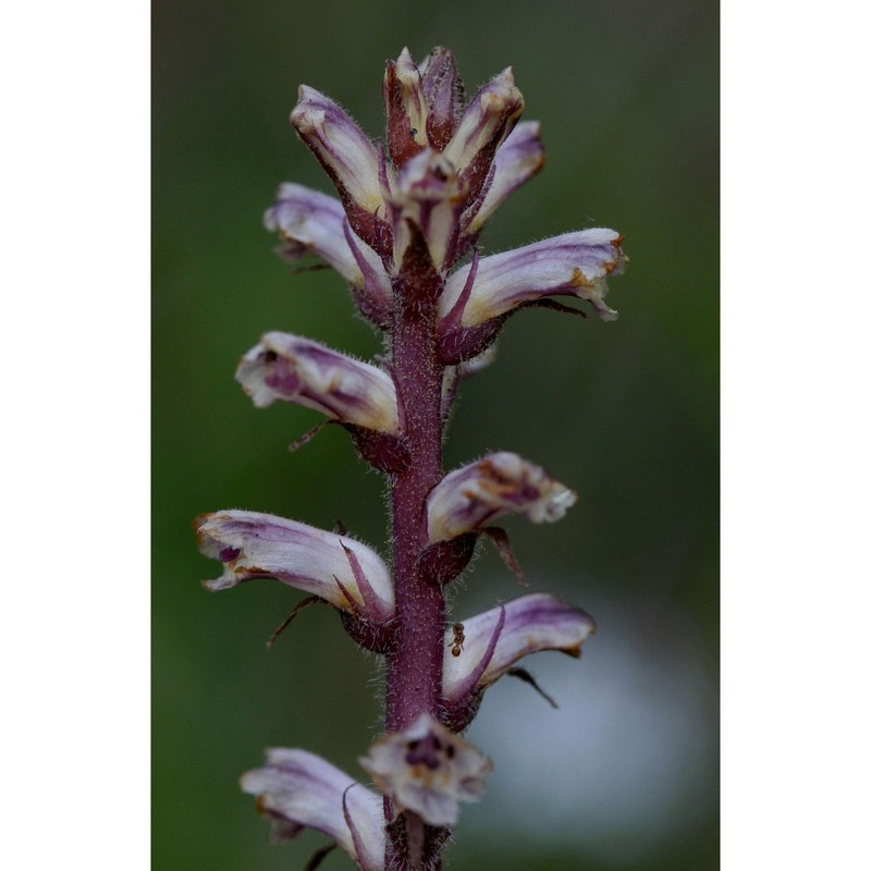 orobanche minor sm.