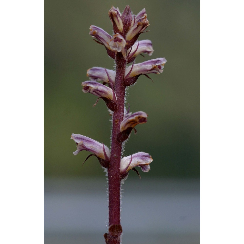 orobanche minor sm.