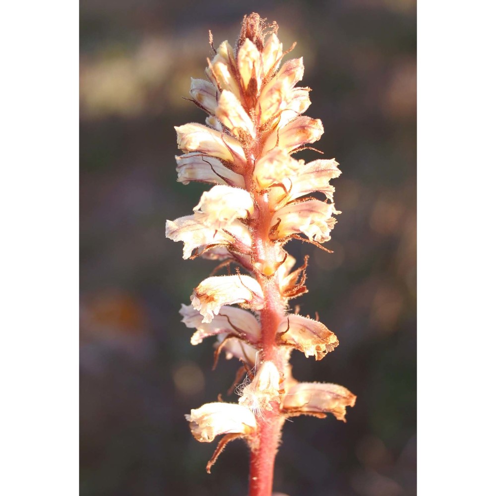 orobanche minor sm.