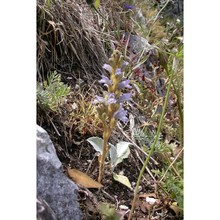 orobanche mutelii f. w. schultz