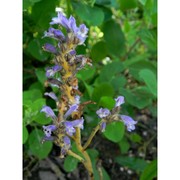 orobanche mutelii f. w. schultz