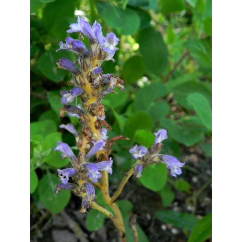 orobanche mutelii f. w. schultz