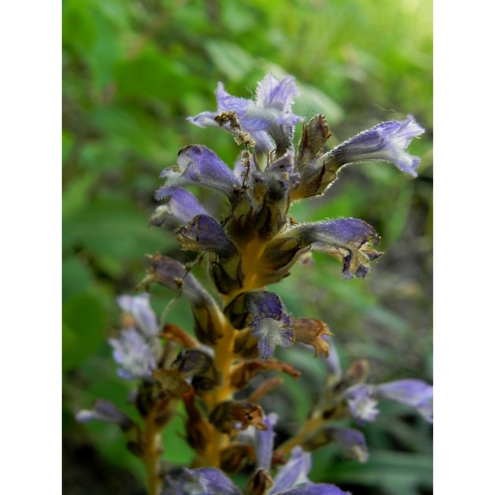 orobanche mutelii f. w. schultz