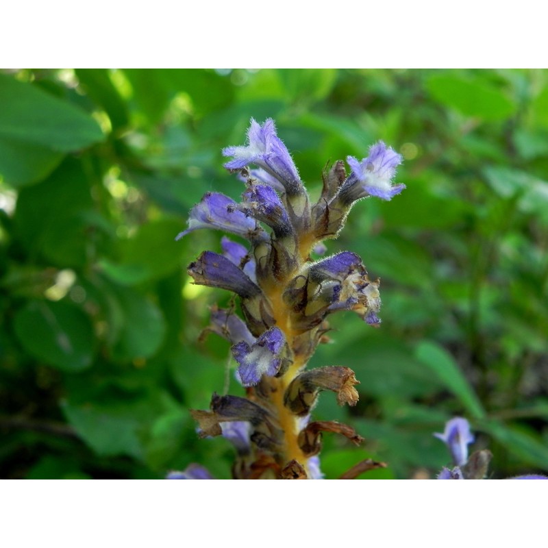 orobanche mutelii f. w. schultz