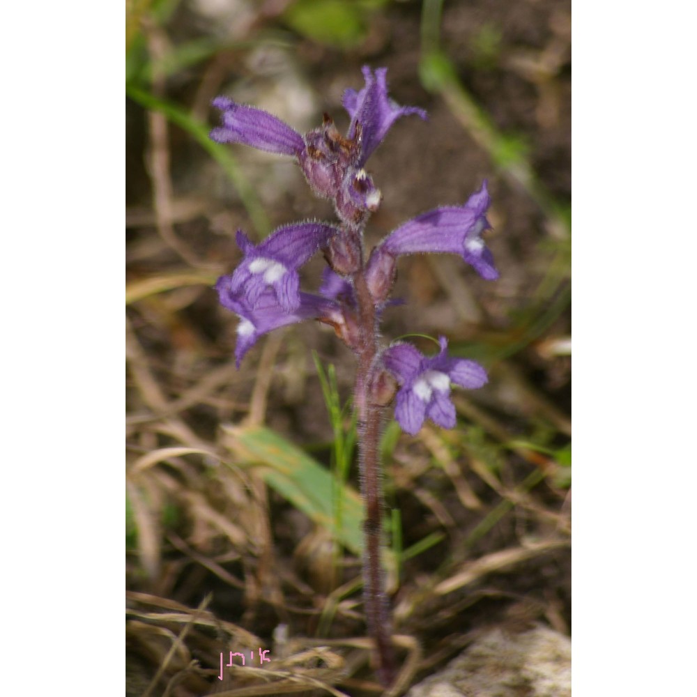 orobanche nana (reut.) beck