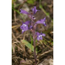 orobanche nana (reut.) beck