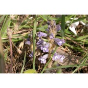 orobanche nana (reut.) beck