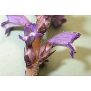 orobanche nana (reut.) beck