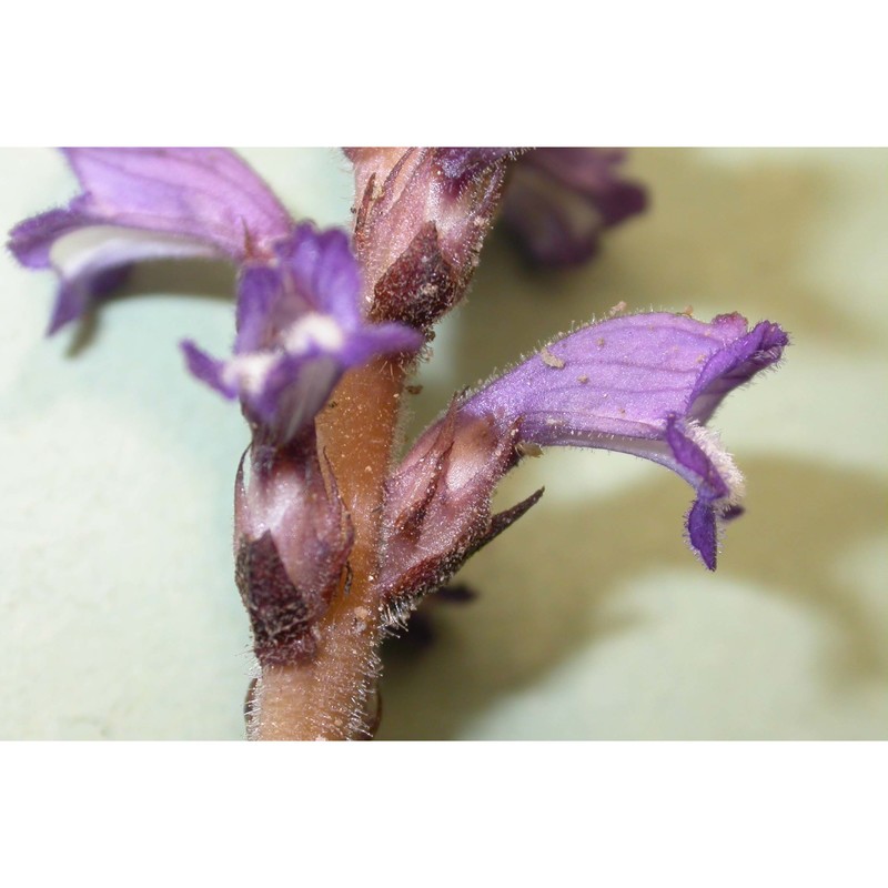 orobanche nana (reut.) beck