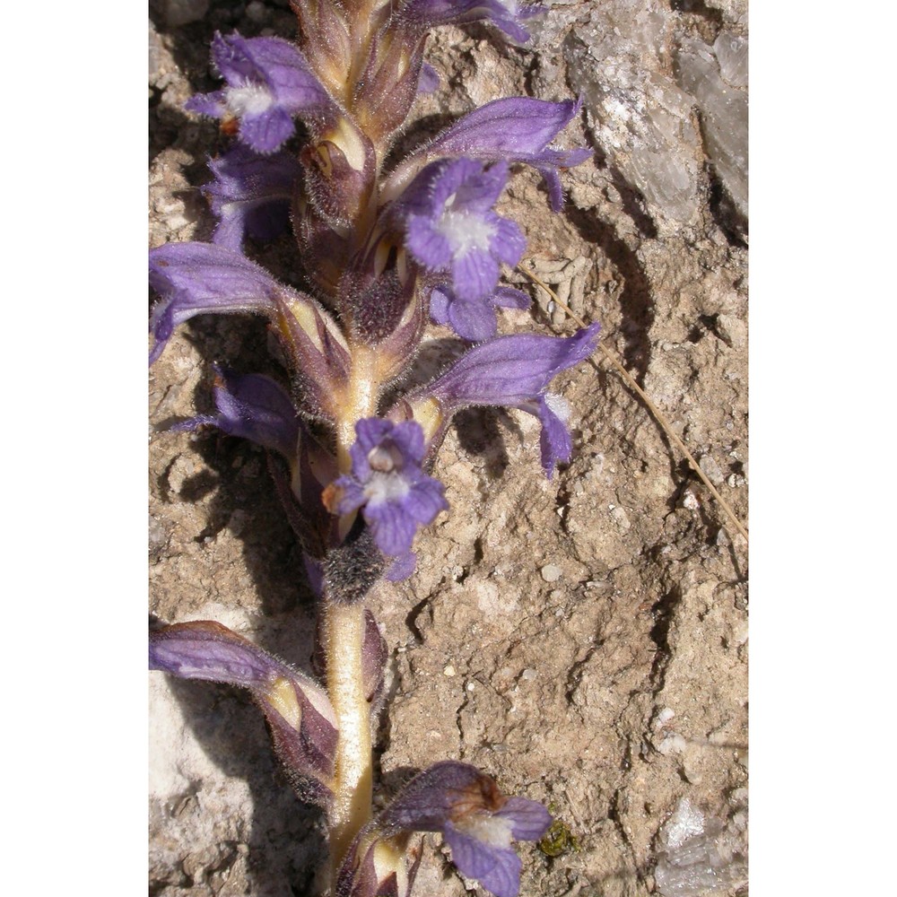 orobanche nana (reut.) beck