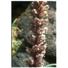 orobanche pubescens d'urv.