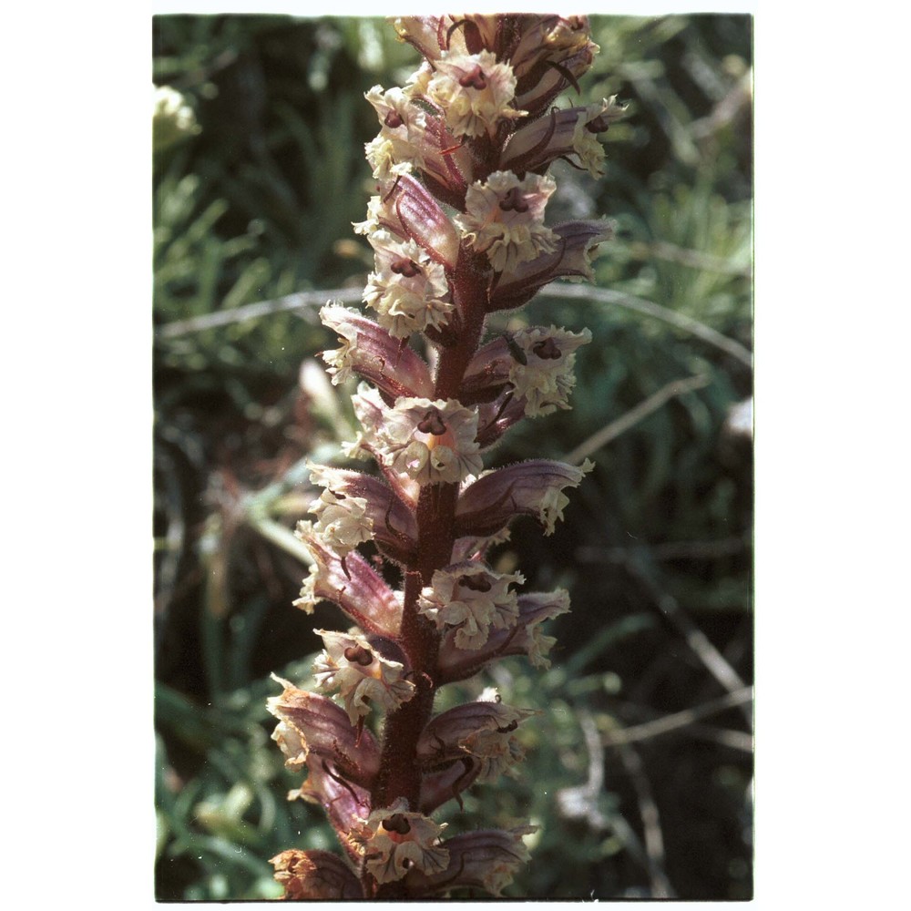 orobanche pubescens d'urv.