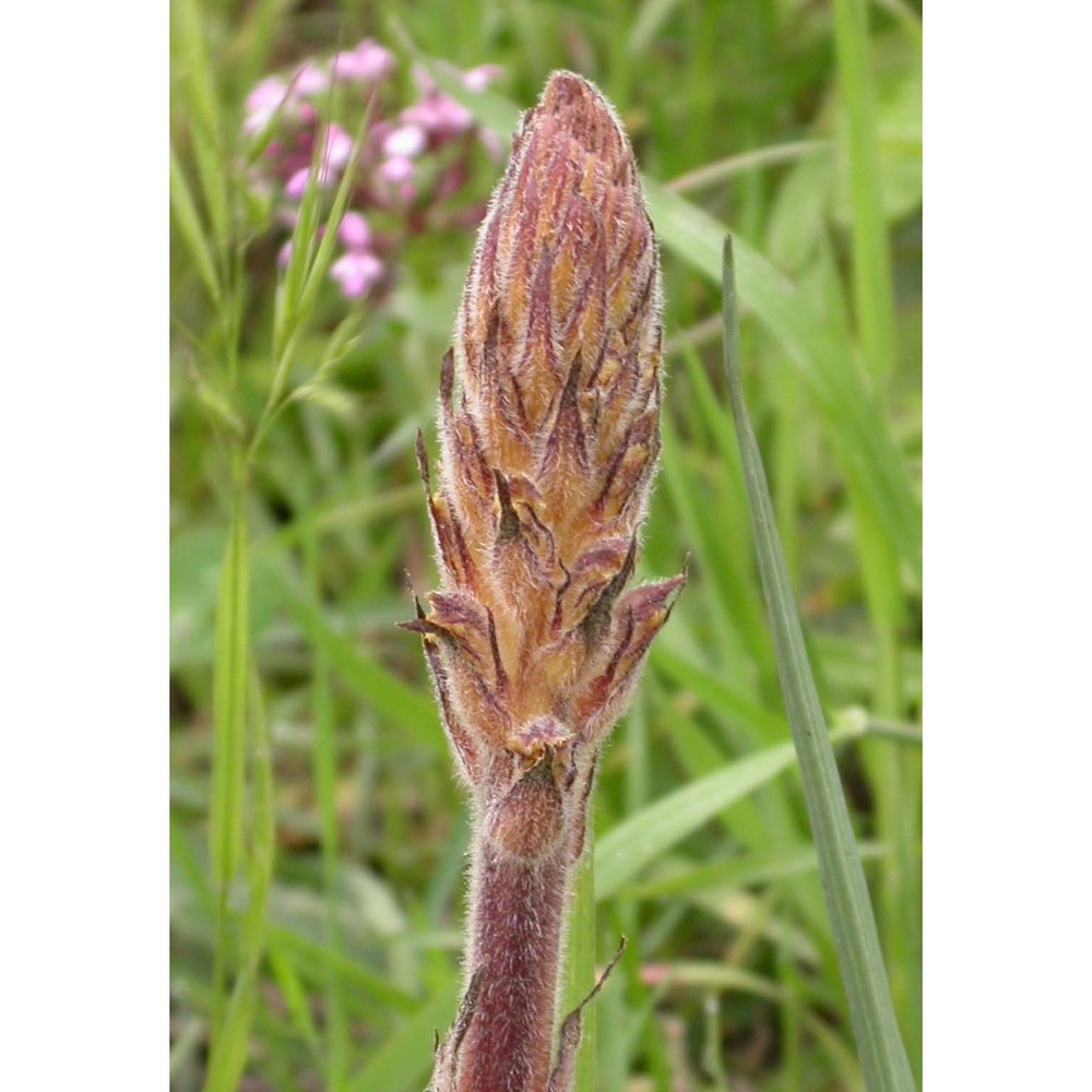 orobanche pubescens d'urv.