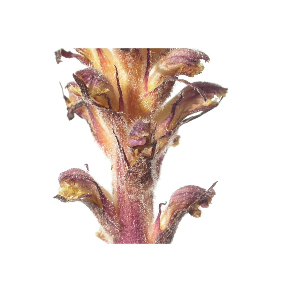 orobanche pubescens d'urv.