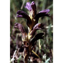 orobanche purpurea jacq.