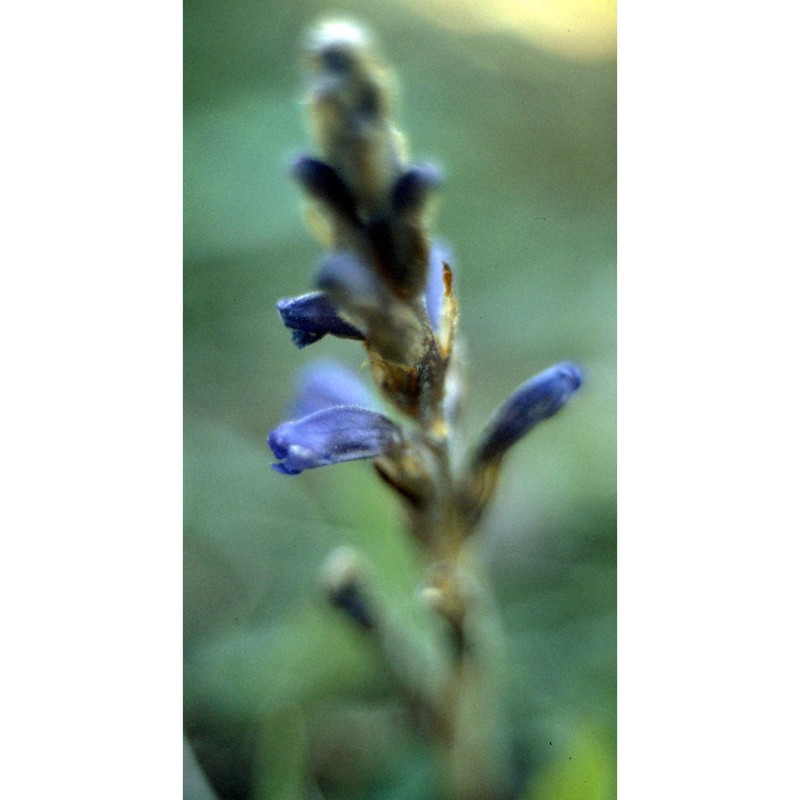 orobanche ramosa l.