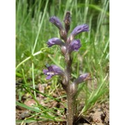 orobanche ramosa l.