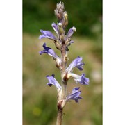 orobanche ramosa l.