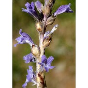 orobanche ramosa l.