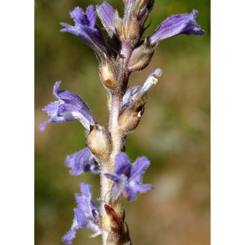 orobanche ramosa l.