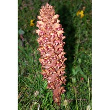 orobanche rapum-genistae thuill.