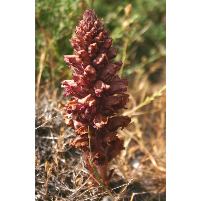 orobanche rapum-genistae thuill.