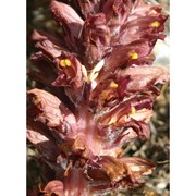 orobanche rapum-genistae thuill.