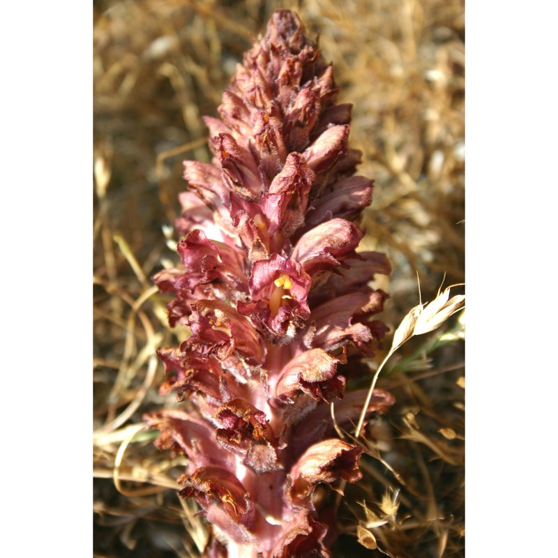 orobanche rapum-genistae thuill.