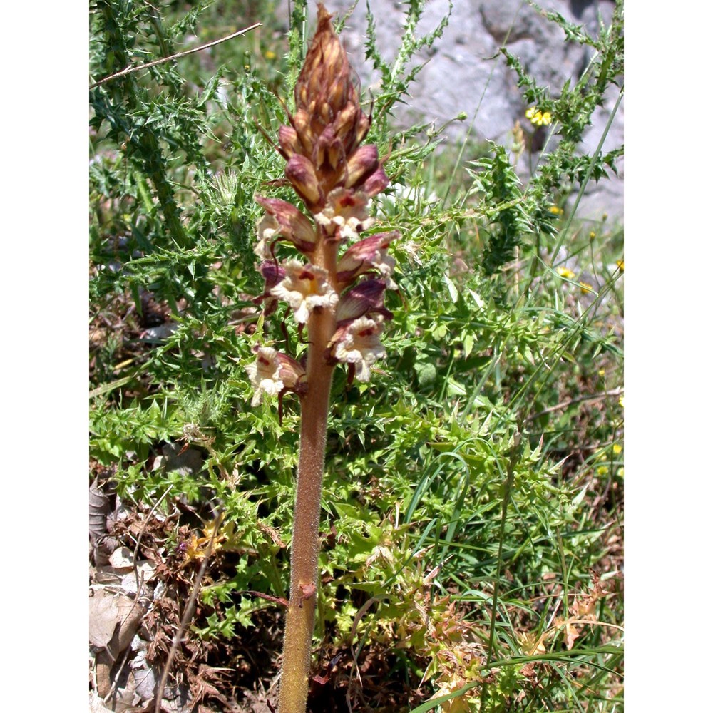 orobanche reticulata wallr.