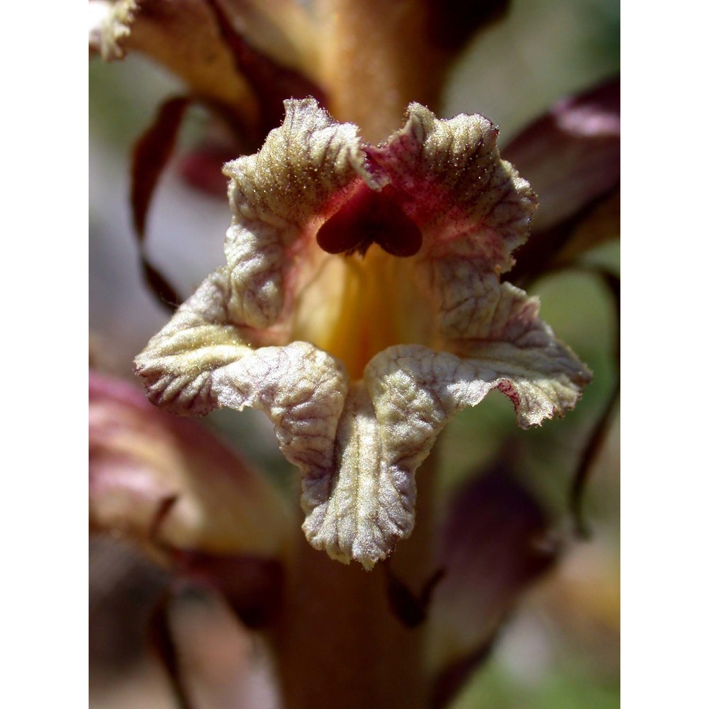 orobanche reticulata wallr.