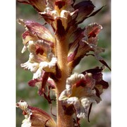 orobanche reticulata wallr.