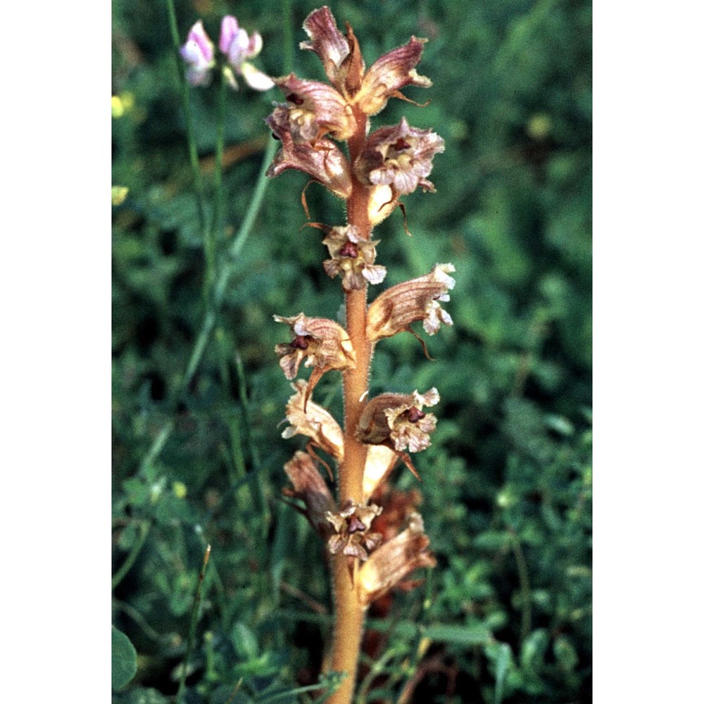 orobanche reticulata wallr.