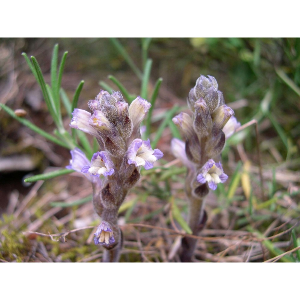 orobanche rosmarina beck