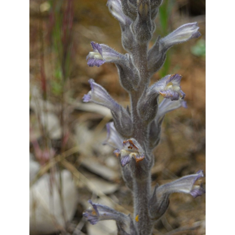 orobanche rosmarina beck