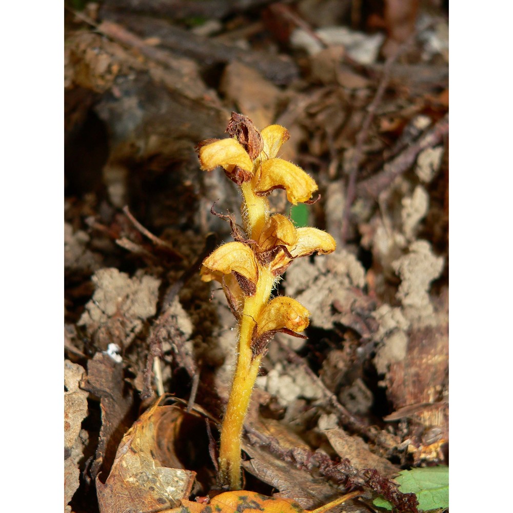 orobanche salviae f. w. schultz