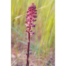 orobanche sanguinea c. presl