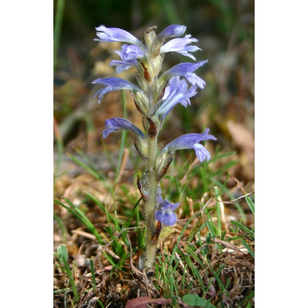 orobanche schultzii mutel