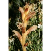 orobanche teucrii holandre