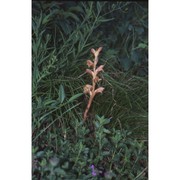 orobanche teucrii holandre