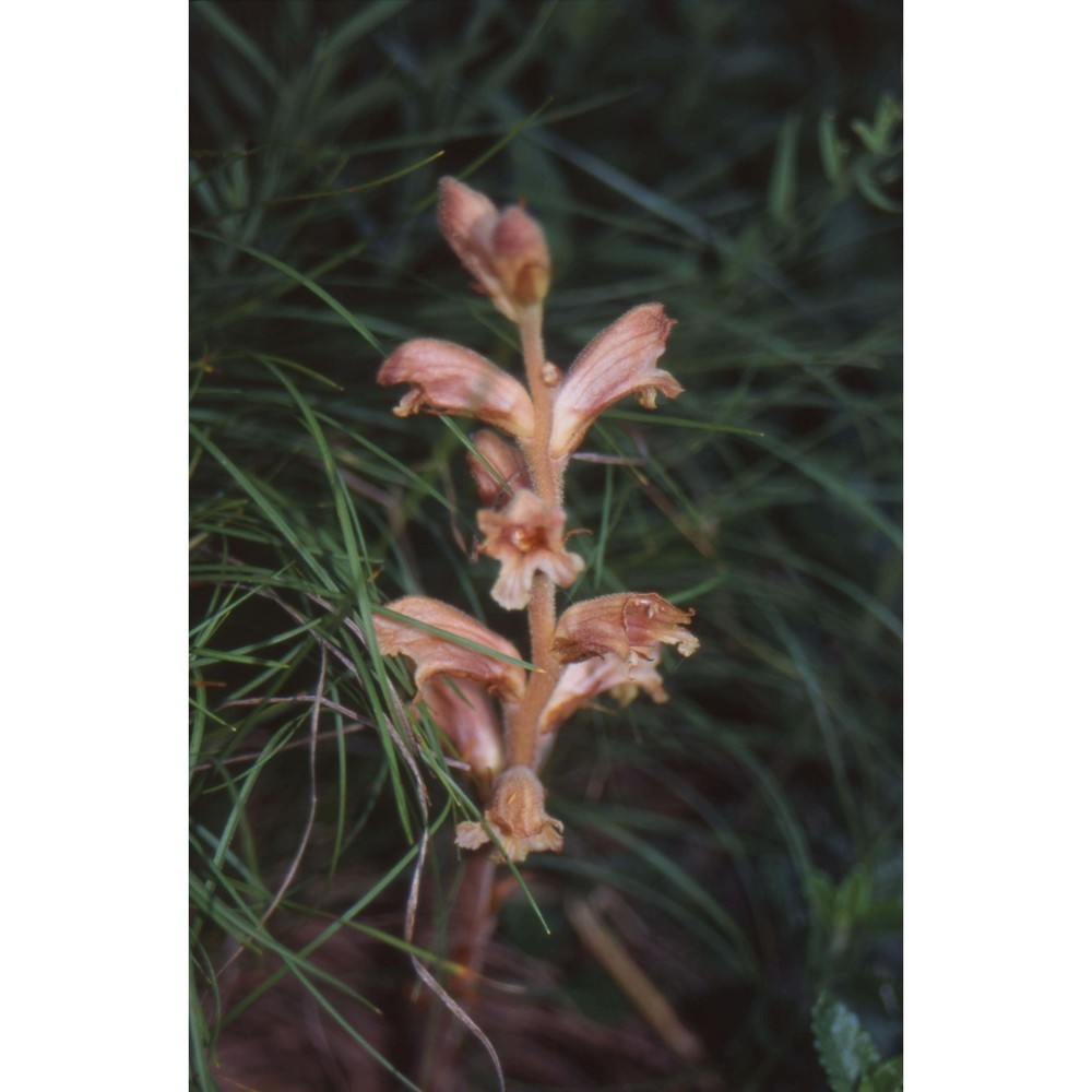 orobanche teucrii holandre