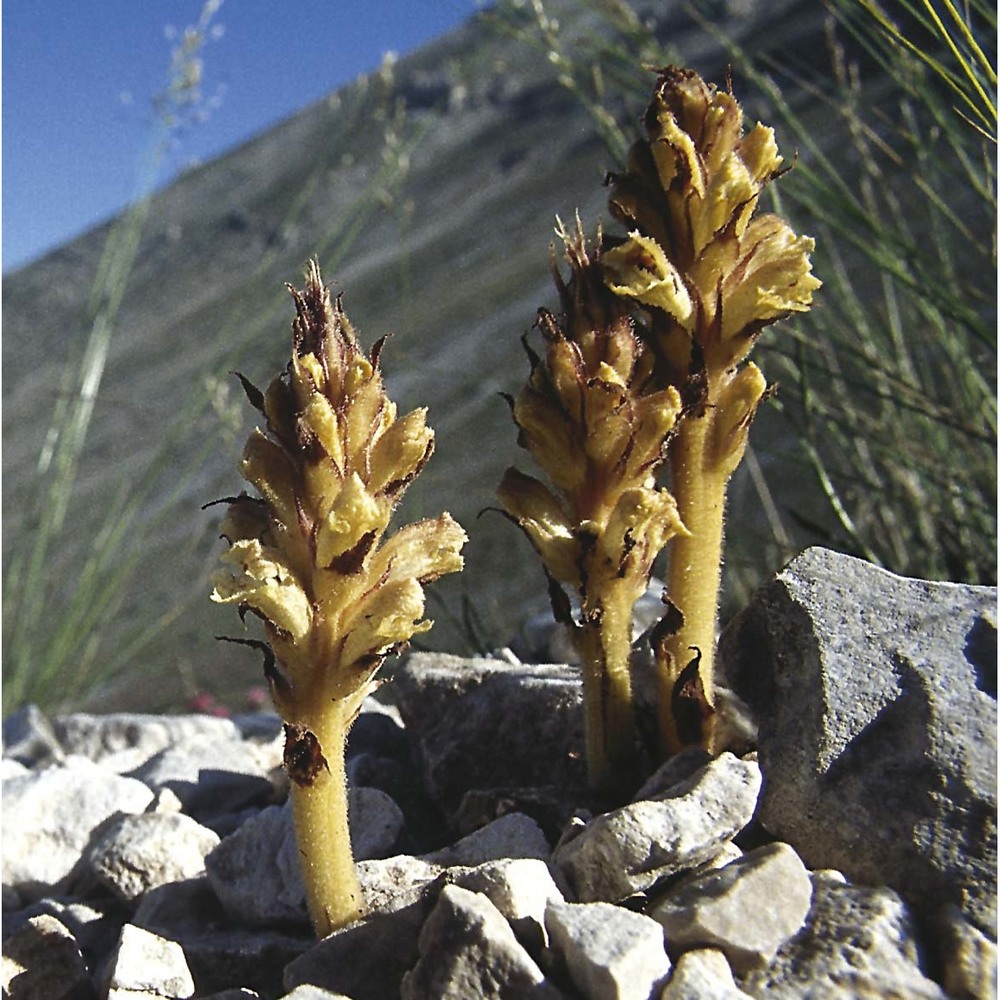 orobanche teucrii holandre