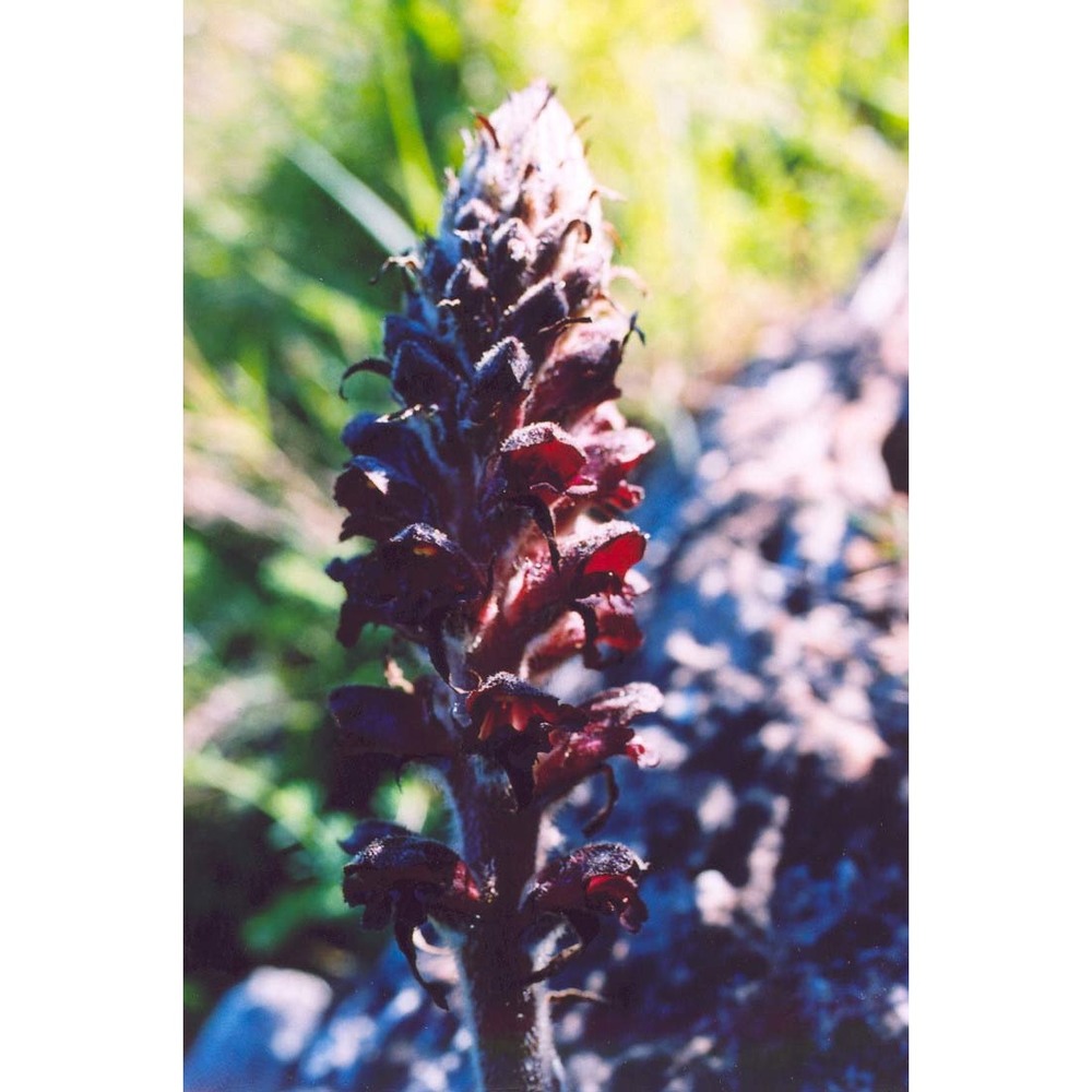 orobanche variegata wallr.