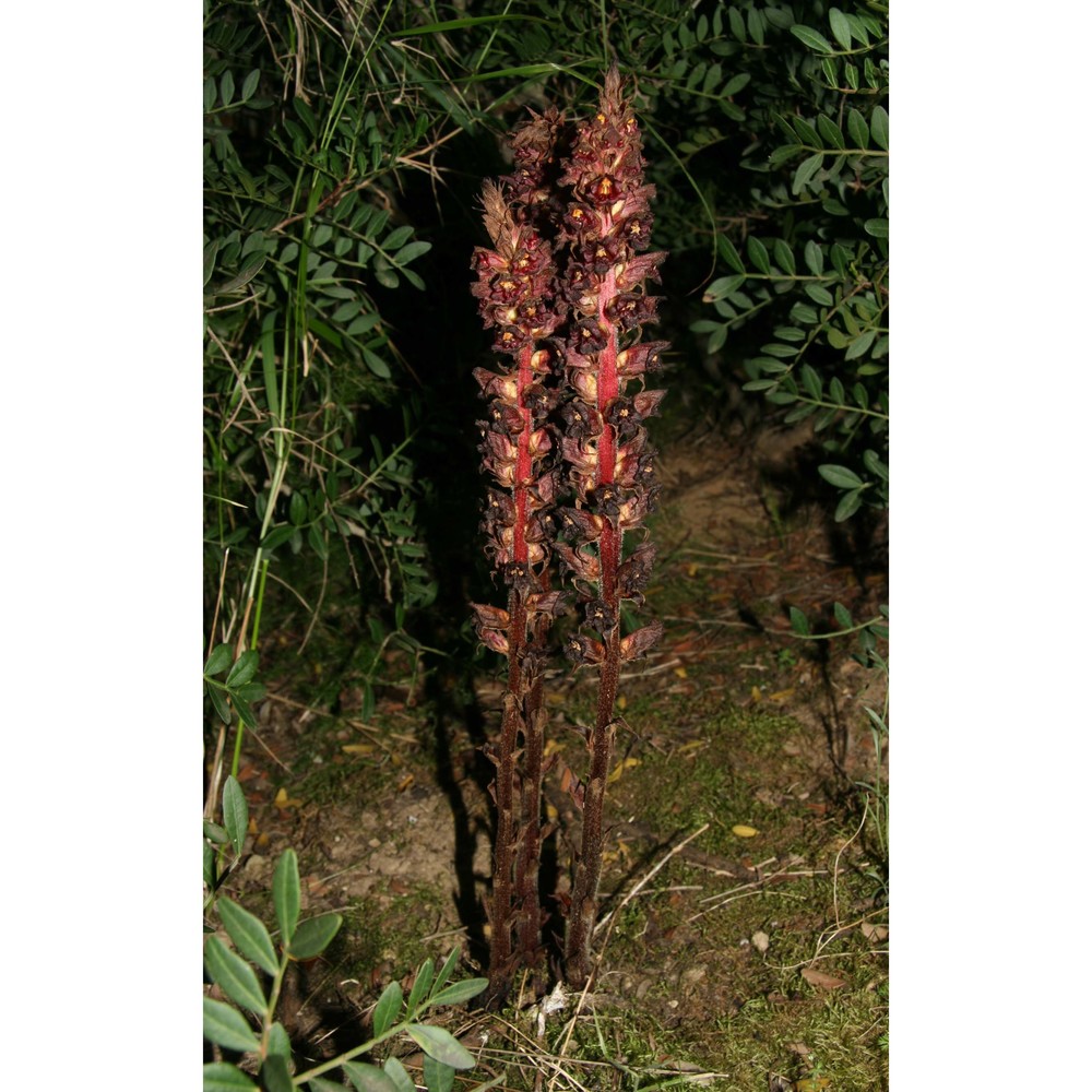 orobanche variegata wallr.