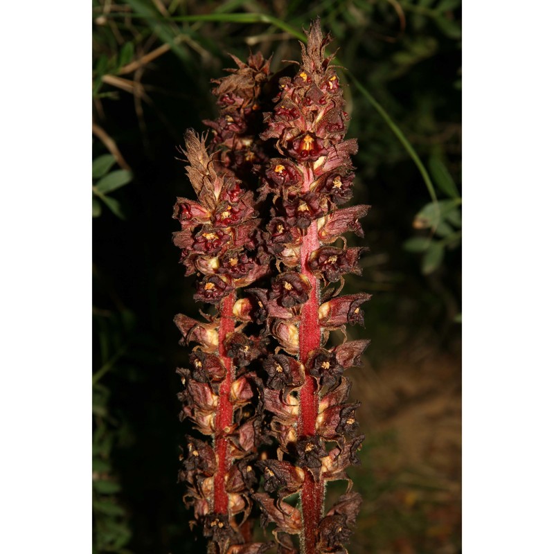 orobanche variegata wallr.