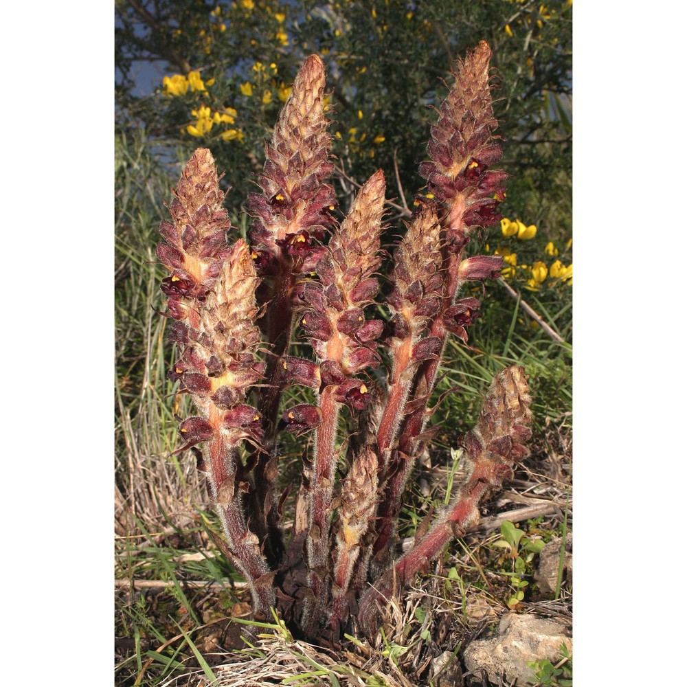 orobanche variegata wallr.