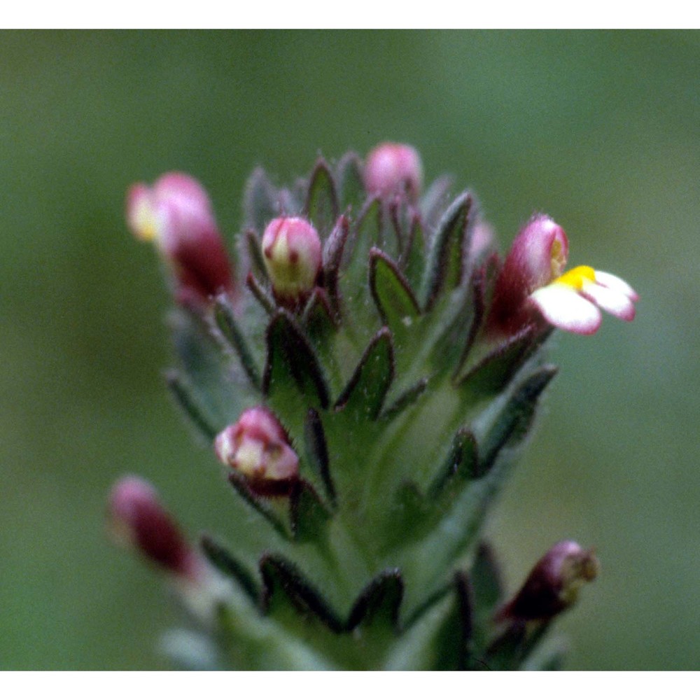 parentucellia latifolia (l.) caruel