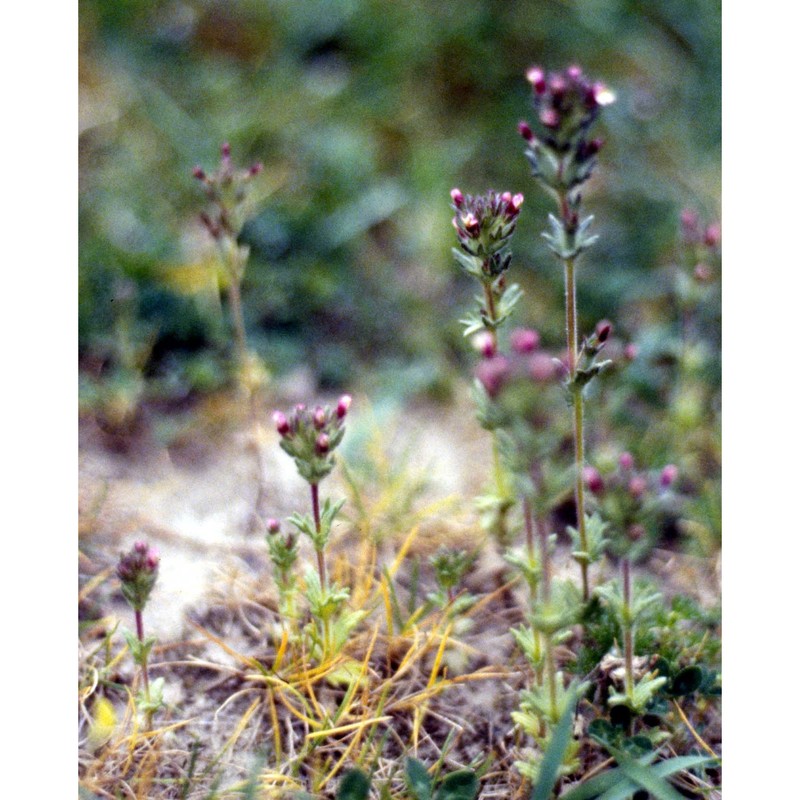 parentucellia latifolia (l.) caruel